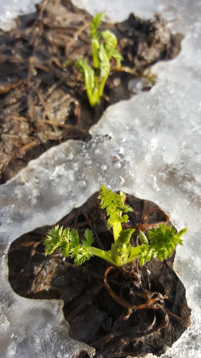 Kumina Carum carvi 2-vuotinen, kerrankukkiva, sarjakukkainen, voimakastuoksuinen Luonnonvaraisena koko