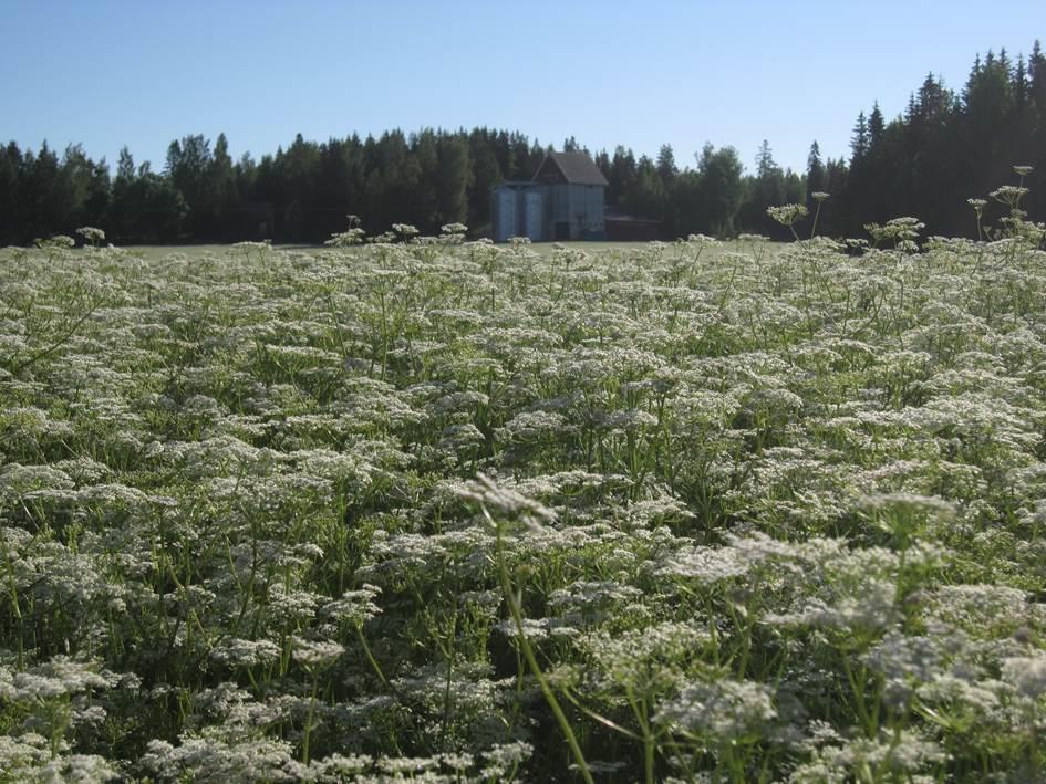 Pinta-ala min 5 ha Viljeykierto ei öljykasvien jlk, ei monokulttuuria Koneet ja laitteet tavanomainen viljatilan kalusto Kuivaus