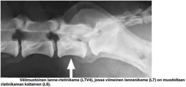 Välimuotoisten nikamien aiheuttamat ongelmat riippuvat muutoksesta ja sen vakavuudesta. Koira voikin olla LTVdiagnoosista huolimatta täysin oireeton.