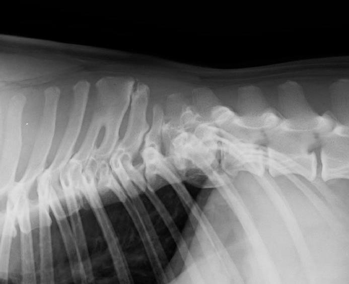Spondyloosilausuntojen arvosteluasteikko: SP0 puhdas: Ei muutoksia SP1 lievä :Todetaan < 3 mm piikkejä korkeintaan 4 nikamavälissä tai > 3 mm piikkejä korkeintaan 3 nikamavälissä tai saareke