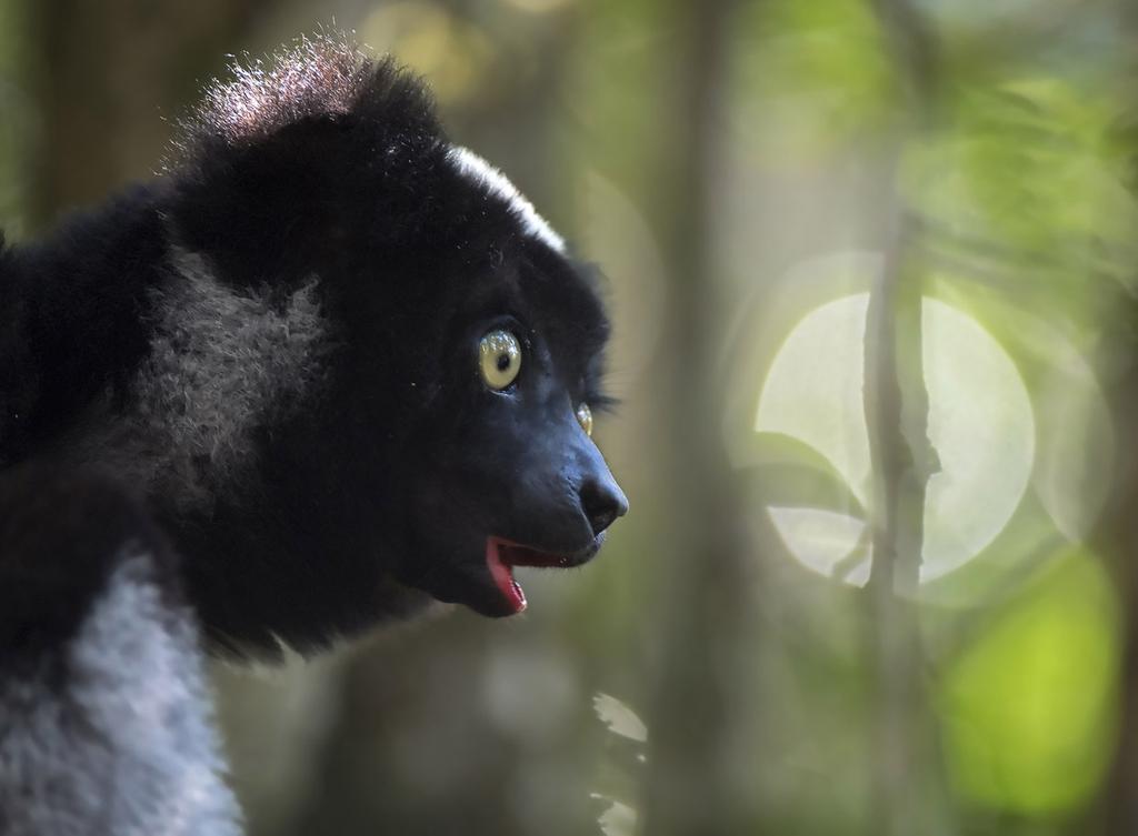 Andasiben kansallispuisto on yksi edustavimmista sademetsäpuistoista, noin 900-1200 metrin korkeudelle sijoittunut näyte Madagaskarin vuoristosademetsiä.