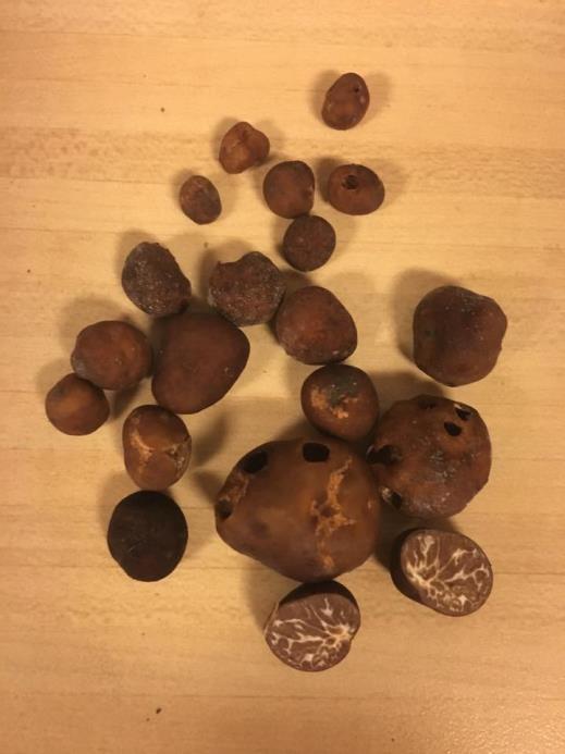 21 Kuva 3. Ruskotryffeli, tuber rufum. (Sjövall, A. 2017) Weden (2013, 44 45) kuvailee ruskotryffelin tuoksua miedosti hunajaiseksi, jossa on häivähdys savustettua kinkkua tai savustettua lohta.