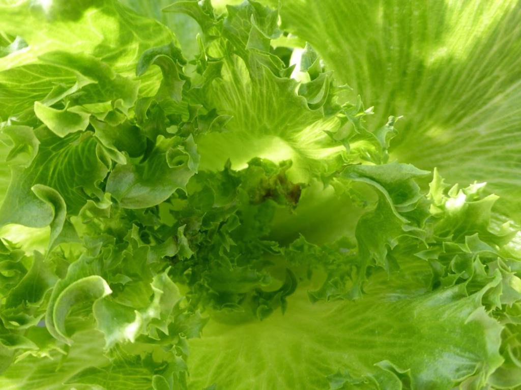 14 denreunapoltteen esiintymistä edistävät myös muut ympäristötekijät kuten, liiallinen valotus ja korkea lämpötila, jotka edesauttavat salaatin nopeaa kasvua.