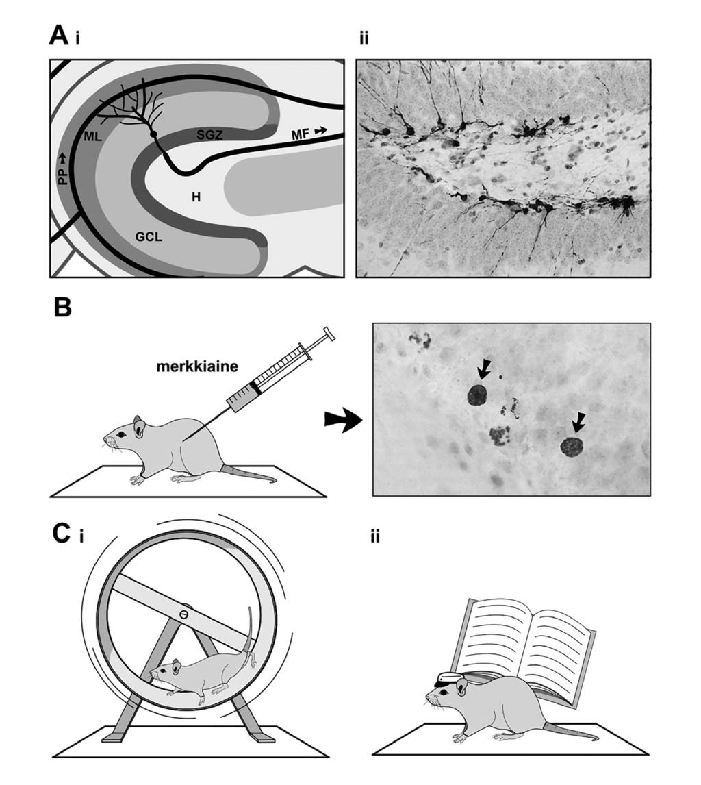 AIKUISIÄN NEUROGENEESI HIPPOKAMPUKSESSA MAHDOLLISTAA JOUSTAVAN TOIMINNAN KUVA 2. Pykäläpoimun neurogeneesiä voidaan tutkia useilla eri menetelmillä.