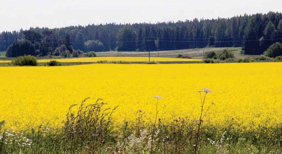 Rypsipeltoa Inkoon Degerbyssä, joka on osa valtakunnallisesti arvokasta maisema-aluetta.