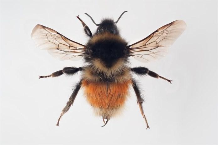 Tundrakimalainen (Bombus