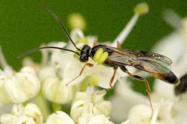 ? Barycnemis alpina Ichneumonidae, Tersilochinae NE VU kovakuoriaiset?