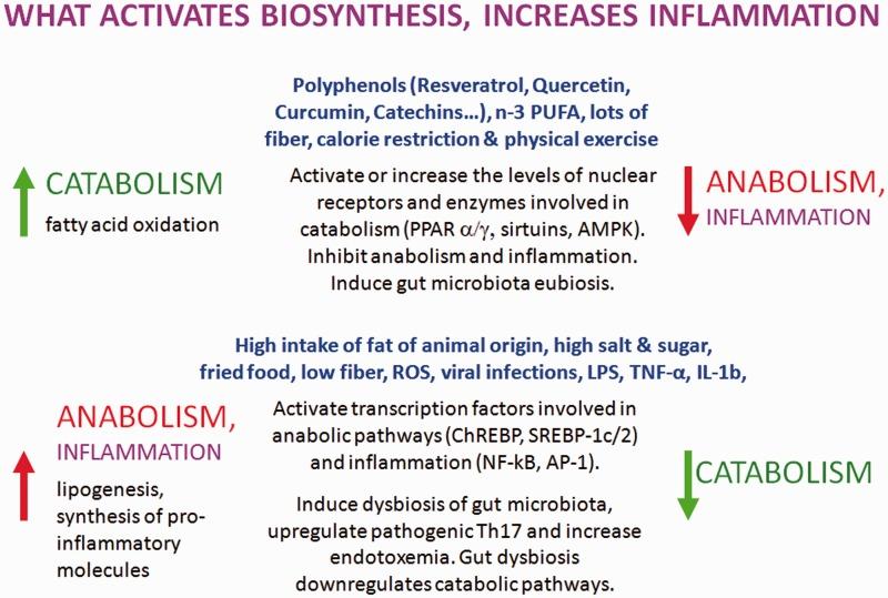more effective in inhibiting NF-kB. Proinflammatoristen molekyylien tuotanto MS-taudin pahenemisvaiheen aikana on biosynteettinen prosessi, jota ylläpitää ja pahentaa runsasenerginen ruokavalio.