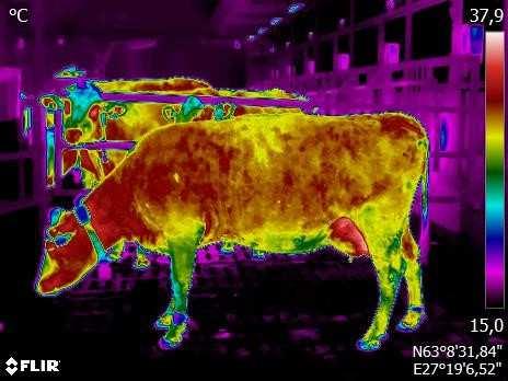 Lämpökuvaukseen perehtyminen Kuvauksessa huomioitavia asioita Kameran asetukset Ympäristö Eläin Naudan pinnan muodot, lihasten