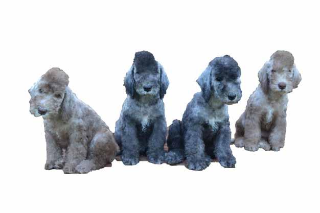 vuodesta, kennel