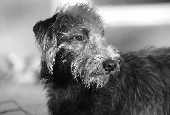 Bedlington-whippet on terve, nopea ja sitkeä - Onko tuo skotlanninhirvikoira? Miksi se on noin pieni?