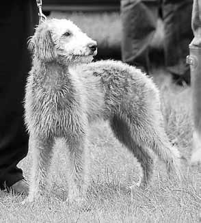 veri esimerkiksi kanimetsälle. Kun bedlington-whippetin työpariksi lisätään kaninkoloihin sujahtava fretti, tupsuhännille ei juuri mahdollisuuksia jää.