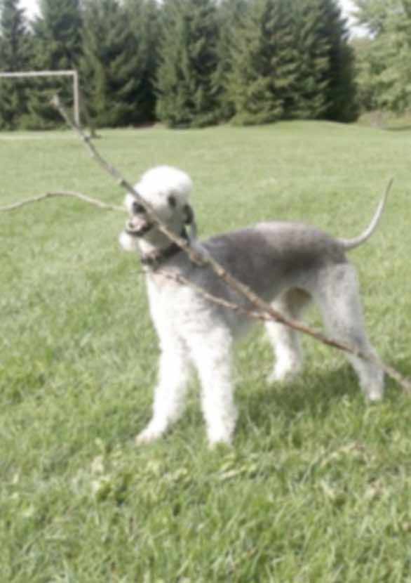 Palautusosoite: Maija Heikkonen Torivoudintie 3 B 14 00640 HELSINKI Kasvattajia Ciliari s Mona Suominen Rauhalantie 19 C 02440 LUOMA puh. 040 840 9010 mona_suominen@hotmail.com www.ciliaris.