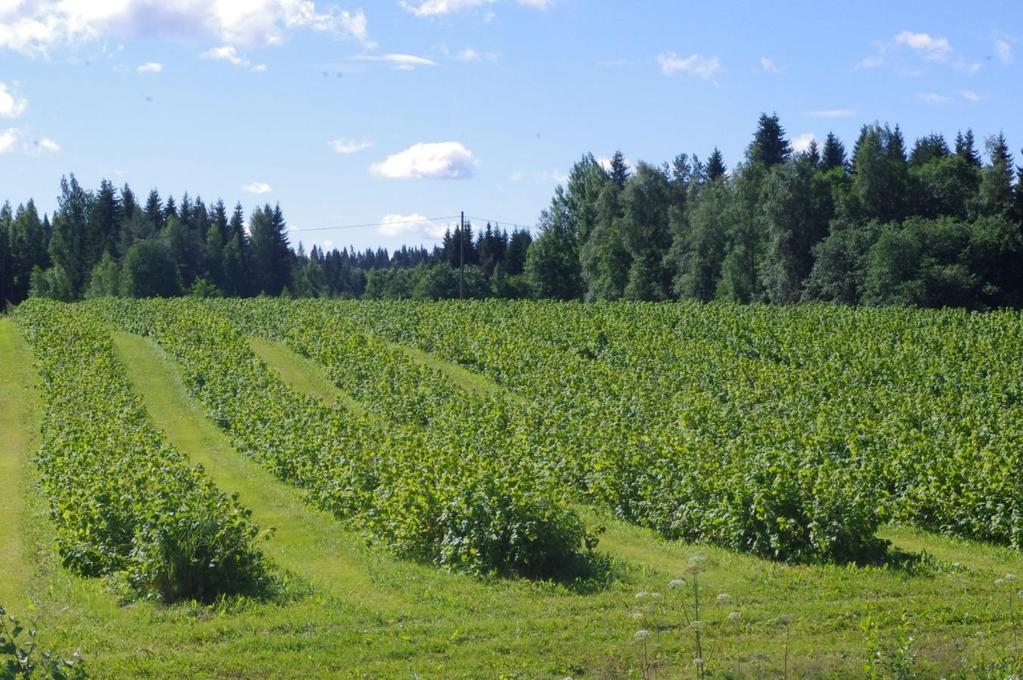 Korkeat aloituskustannukset, herukka Mustaherukan perustamiskustannukset ovat n.