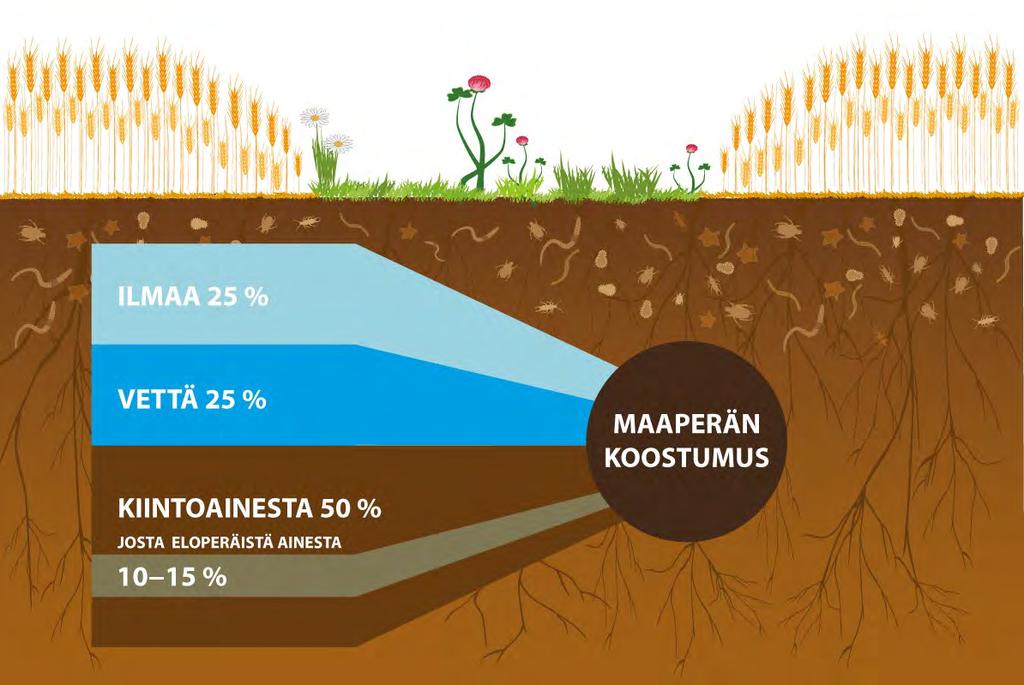 Maaperä elämän antaja ja sadon