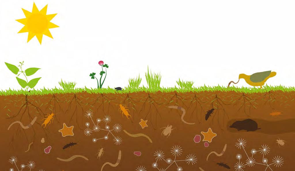 Maaperän ravintoverkko The Soil Food Web Maaperän monimuotoinen eliöstö toimii tiiviissä vuorovaikutusverkostos sa, jossa energia ja ravinteet kiertävät.