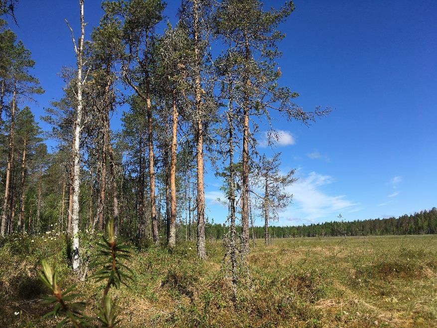 Seurantaverkosto HYDROLOGINEN SEURANTA Boreal Peatland LIFE - Metsähallitus - 46 suota kaikkinensa - 27