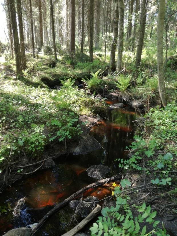 mutta Keski-Suomen maakunnassa uhanalainen ja arvokas kulttuurin seuralaiskasvi.