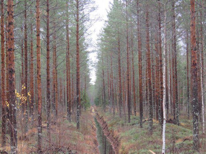 Metsätie Kesonmäen kaarrolla,