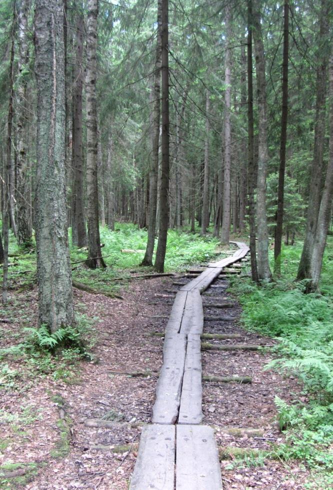 Pitkäniemenmetsän pohjoiselta reunavyöhykkeeltä Kuninkaantammentien varrella ja Haltialan aarnialueen reunavyöhykkeiltä avautuvat näkymät avoimeen viljelymaisemaan.