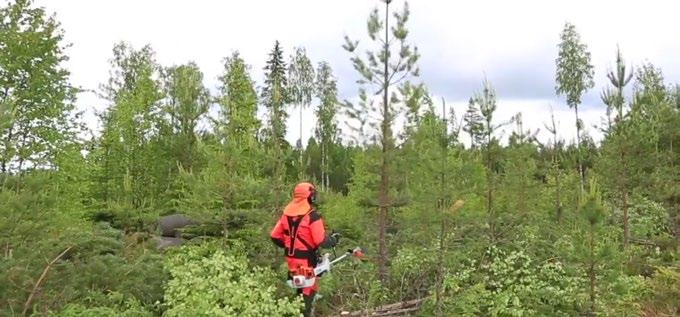 Metsäkoulusta käytännön vinkkejä metsänomistajille Tietopaketilla metsätiet kuntoon Laatua auditoinneista ja sertifiointikoulutuksista Metsäasioissa riittää opittavaa vuosiksi.