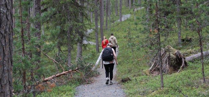 Pohjavesialueiden metsät ja maaperä ovat merkittäviä veden suodattajia, ja pohjavesien kunnon säilyttämiseen sitoudutaan myös metsänhoidon suosituksissa.