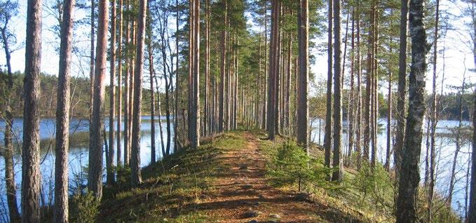 Metsäkulttuurin vahvistaminen antaa monia mahdollisuuksia lisätä taloudellista, henkistä ja fyysistä hyvinvointia sekä elämänlaatua.