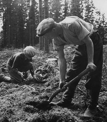 sanomaa metsäammattilaisille ja metsänomistajille. Metsänhoidon suositusten kautta Tapion kädenjälki on jo vuosisadan näkynyt kaikkialla suomalaisissa talousmetsissä.