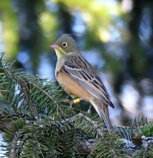 Populaatiotutkimukset / population studies Ringing is