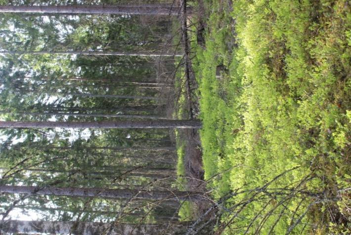 Pohjakerroksessa kasvaa korpirahkasammalta ja korpikarhunsammalta. Kuva 6: Kostea metsän notkelma 2.