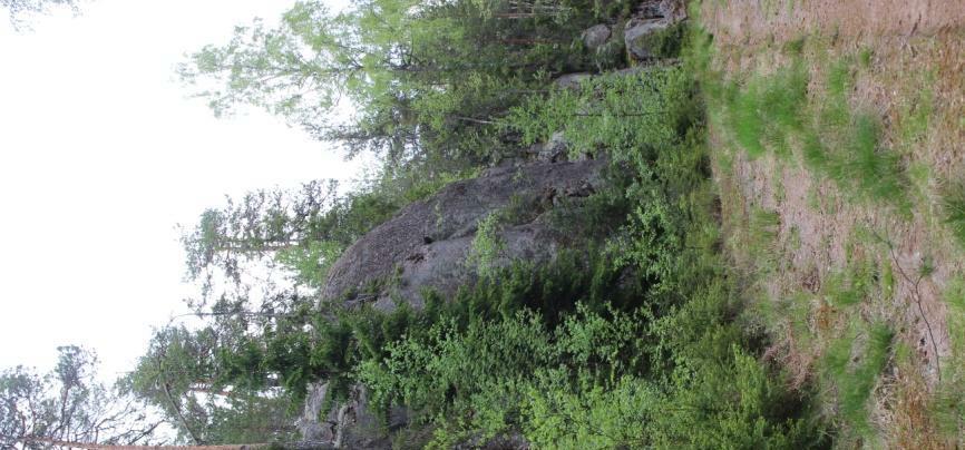 Pääosin kallioita peittävät poronjäkälät, isohirvenjäkälä, seinäsammal ja kangasrahkasammal.