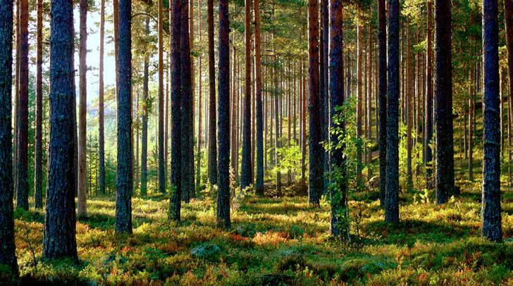 Panostamalla metsänhoitoon takaat myös jälkipolville mahdollisuuden metsäomaisuuden hyödyntämiseen.