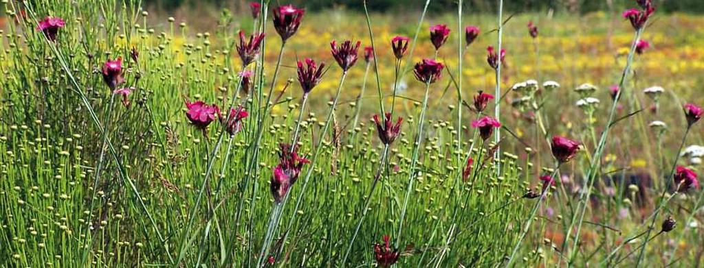 Kasviehdotukset Kivikkotyypin kasvit Tieteellinen nimi Suomenkielinen nimi Korkeus (mm) Kukinta Korostusryhmä (3, 5, tai 7 ryhmissä) Dianthus Munkkineilikka 400 punainen 6 9 carthusianorum Festuca