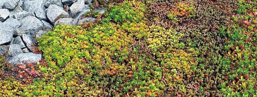 Kasviehdotukset Maksaruohomatto Kasvit pienissä ryhmissä (3, 5 tai 7 ryhmissä) Tieteellinen nimi Suomenkielinen nimi Korkeus (mm) Sedum album esim.