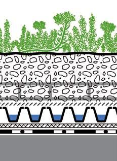 Särmämaksaruoho 50 100 keltainen 6 7 Sedum spurium variaatiot esim.