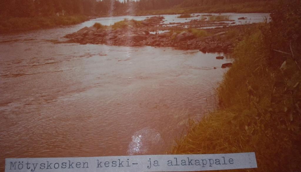 Simojoen lohen lisääntymis- ja