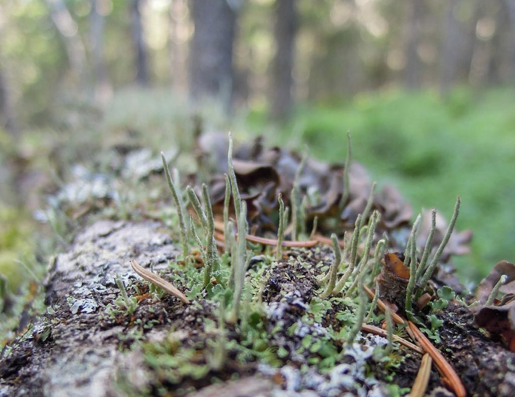 asetettavien kohteiden osalta luontoarvoihin ja tulevaan hiilensidontaan perustuen. Toteutetaan soidensuojelun täydennysohjelma alkuperäisen suunnitelman mukaisesti.