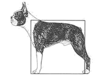 Olisi suotavaa, että hermostollisesti sairaasta koirasta otetaan verinäyte ja lähetetään se koiran terveystietojen kera Hannes Lohen geeniryhmälle http://www.koirangeenit.fi/.