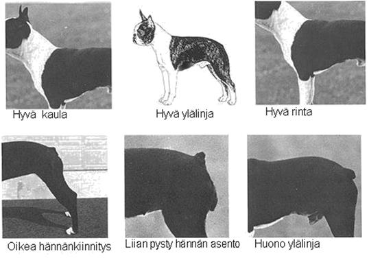 Bostoninterrieri on vanttera, se ei saa vaikuttaa hontelolta eikä karkealta.