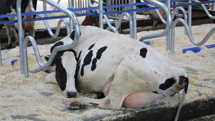 Oikein mitoitettu ja muotoiltu parsi ohjaa lehmää makaamaan suorassa eikä
