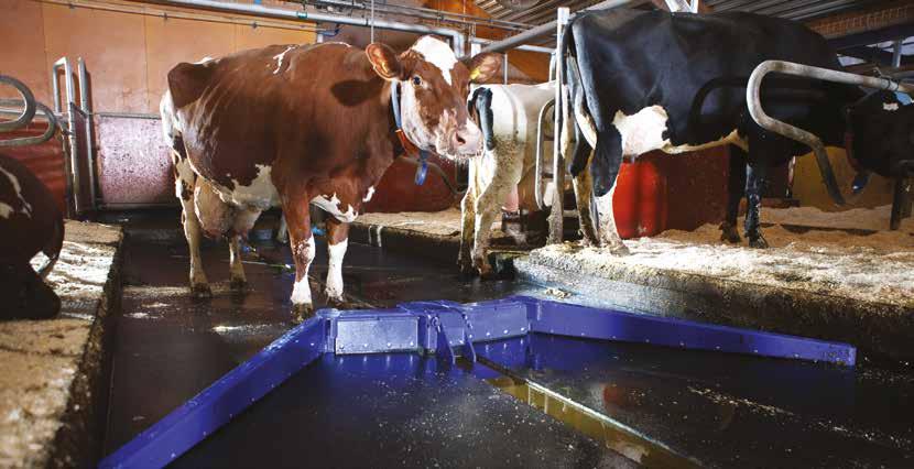 Lehmät käyvät syömässä ja juomassa useammin ja lehmäliikenne on sujuvampaa. Tutkimukset osoittavat, että lehmien ontuminen vähenee merkittävästi, kun käytävillä ja odottelualueilla on kumimatot.