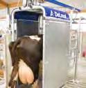 SSG-älyportti ohjaa lehmän lypsylle, kun edellisestä lypsystä on kulunut haluttu aika tai lehmän odotettu maitomäärä on saavutettu.