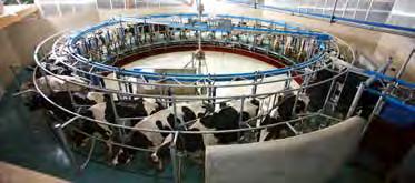 DeLaval HBR-karuselliasema Optimaalinen eläinliikenne, rauhalliset lehmät ja joustavat lypsyrutiinit.