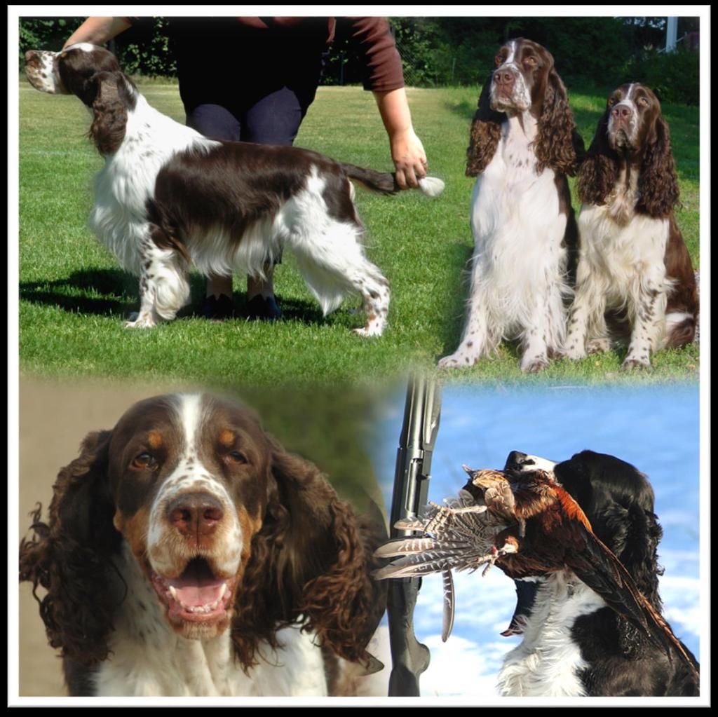 Springerspanielit ry JALOSTUKSEN TAVOITEOHJELMA 1 (117) en