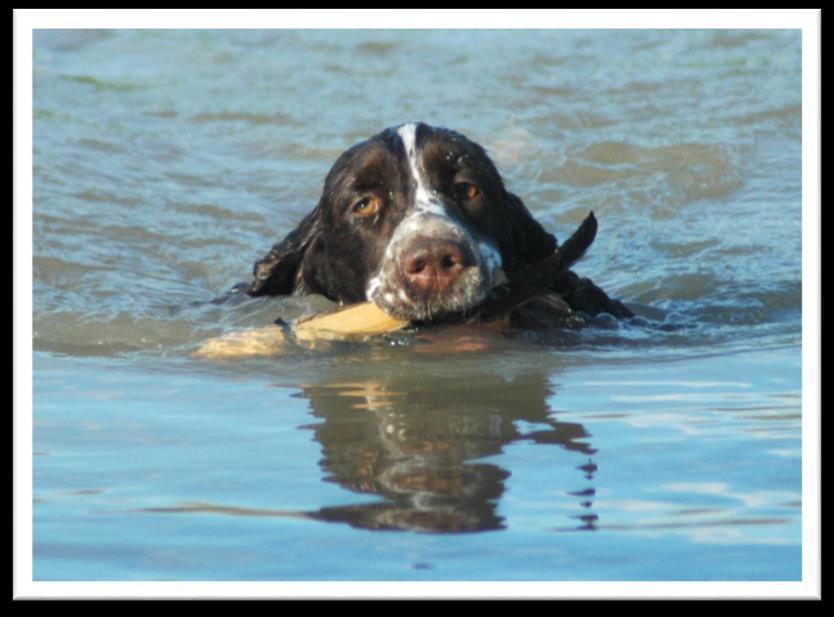 Springerspanielit ry JALOSTUKSEN TAVOITEOHJELMA 41 (117) harrastuskoiraksi metsästys- ja jälkiominaisuuksien sekä ohjaajan kanssa yhteistyössä toimimisen perusteella.