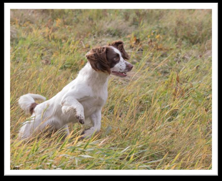 Springerspanielit ry JALOSTUKSEN TAVOITEOHJELMA 49 (117) alueitten laajuuksia. Suuren yleisön mielenkiinto asiaa kohtaan oli myös herännyt, koetapahtumista mielenkiintoisimmat televisioitiin.