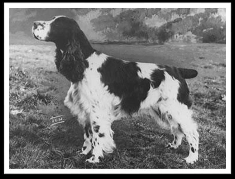 Springerspanielit ry JALOSTUKSEN TAVOITEOHJELMA 5 (117) 1.