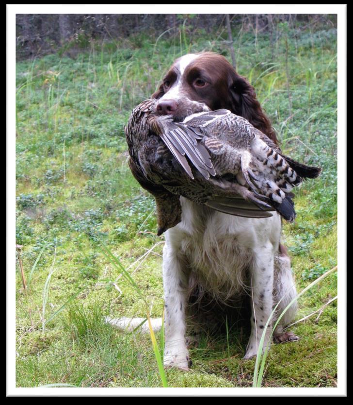 Springerspanielit ry JALOSTUKSEN TAVOITEOHJELMA 51 (117) Käyttö nykyään Kuva: Marja-Liisa & Pertti Kotiranta Nykyään englanninspringerspanieli, kuten muutkin spanielit, on koulutettuna ylösajava ja