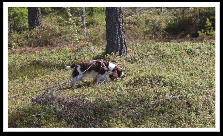 Springerspanielit ry JALOSTUKSEN TAVOITEOHJELMA 56 (117) Taulukko: en saavuttamat metsästyskoirien jäljestämiskoetulokset luokittain vuosina 2013 2018 sekä kaikki MEJÄ-tulokset yhteensä.