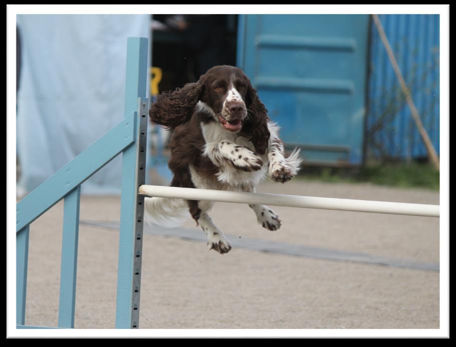 Springerspanielit ry JALOSTUKSEN TAVOITEOHJELMA 59 (117) Muut harrastuslajit Suomessa on kautta aikojen saavuttanut 15 englanninspringerspanielia Suomen Tottelevaisuusvalion tittelin (yksi näistä on